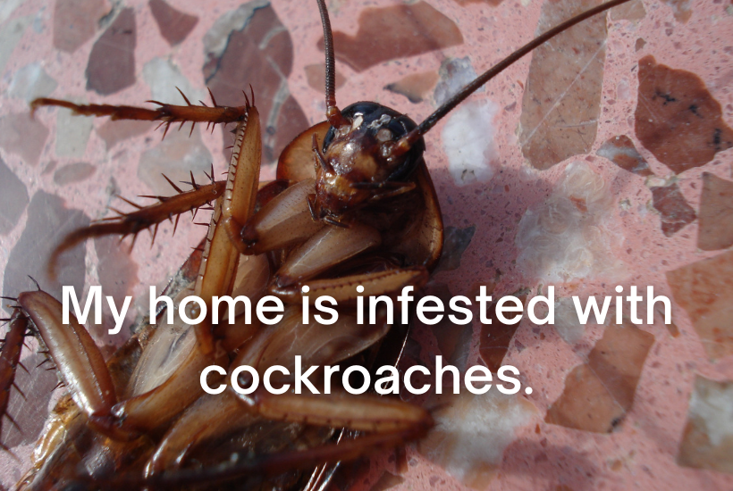 conditionals sentence example on cockroaches